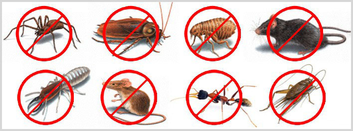 Pest Control Penang - Malaysia Free Classified